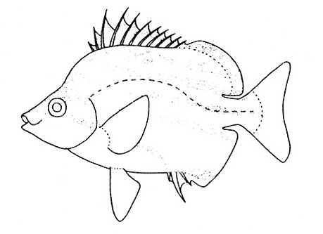 Representative of the Microcanthidae family (Gosline & Brock, 1960, fig. 118)